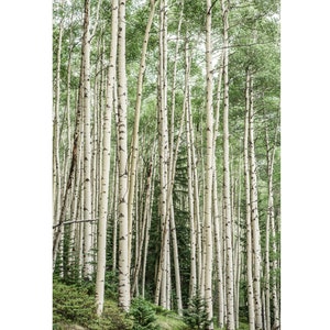 Green Aspen Tree Forest Wall Art, Birch Photo Print, Colorado, Landscape Canvas, Nature Photography, Forest Art Print, Ready to Hang Canvas