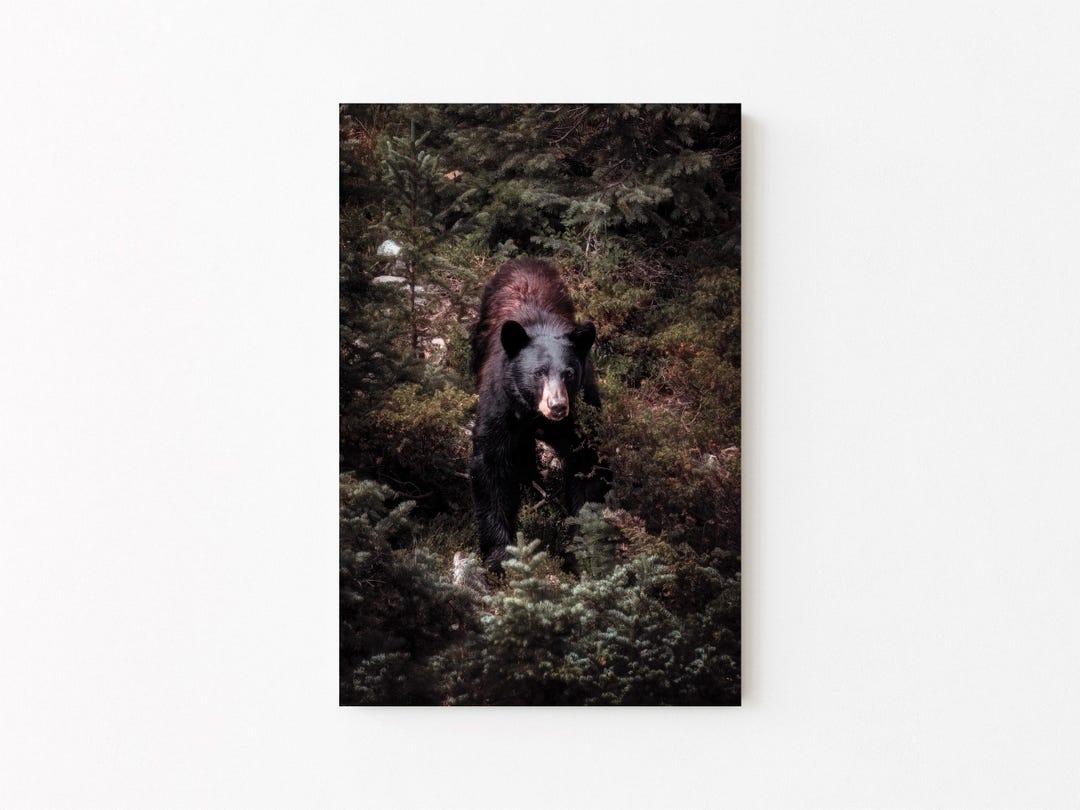 Cabin Decor: Bear Canvas or Photo Print, Rustic Home Wall Art - Etsy