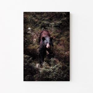 Cabin Decor: Bear Canvas or Photo Print, Rustic Home Wall Art