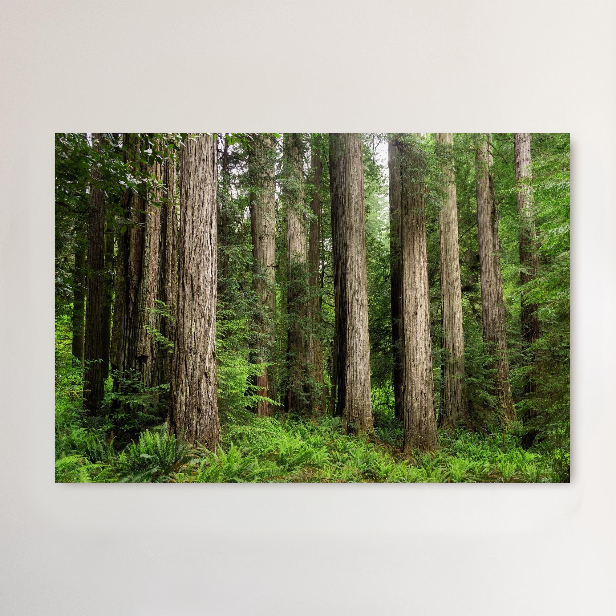 Large Redwood Forest Wall Art: Northern California Nature Photography