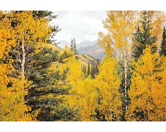 Colorado Aspens, Mountain Wall Art Prints, Yellow Fall Aspen Trees Forest Landscape, Rustic Home Decor, Canvas Wall Art, Nature Photography