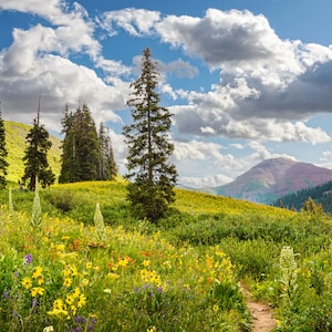 Colorado Mountain Wildflowers Landscape - Crested Butte Wall Art, Rocky Mountains, Nature photography, Art Print, Canvas, Nature Wall Art
