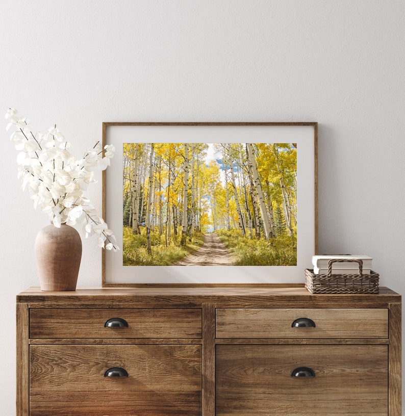 Aspen Tree Colorado Wall Art Birch Tree Forest Photo Nature Etsy