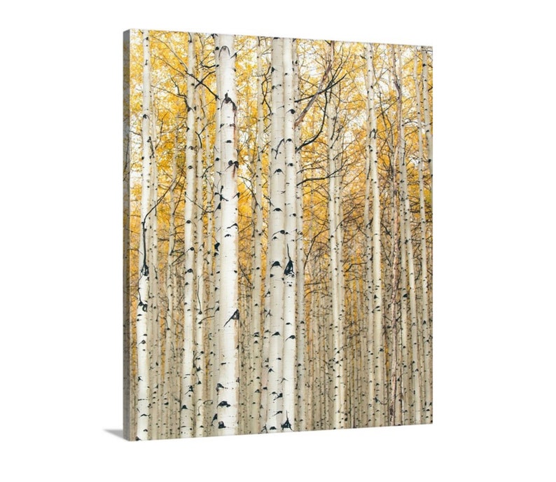 Colorado photography Vertical Format Yellow Aspen Trees 20x24 Canvas Aspen tree print. Nature photography Colorado art