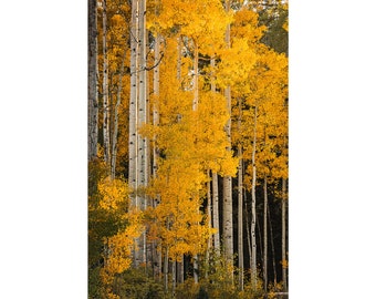 Colorado Fall Aspen Tree Photo, Birch Wall Art Prints, Autumn Color, Nature Photography Wall Art, Nature Canvas, Home Decor