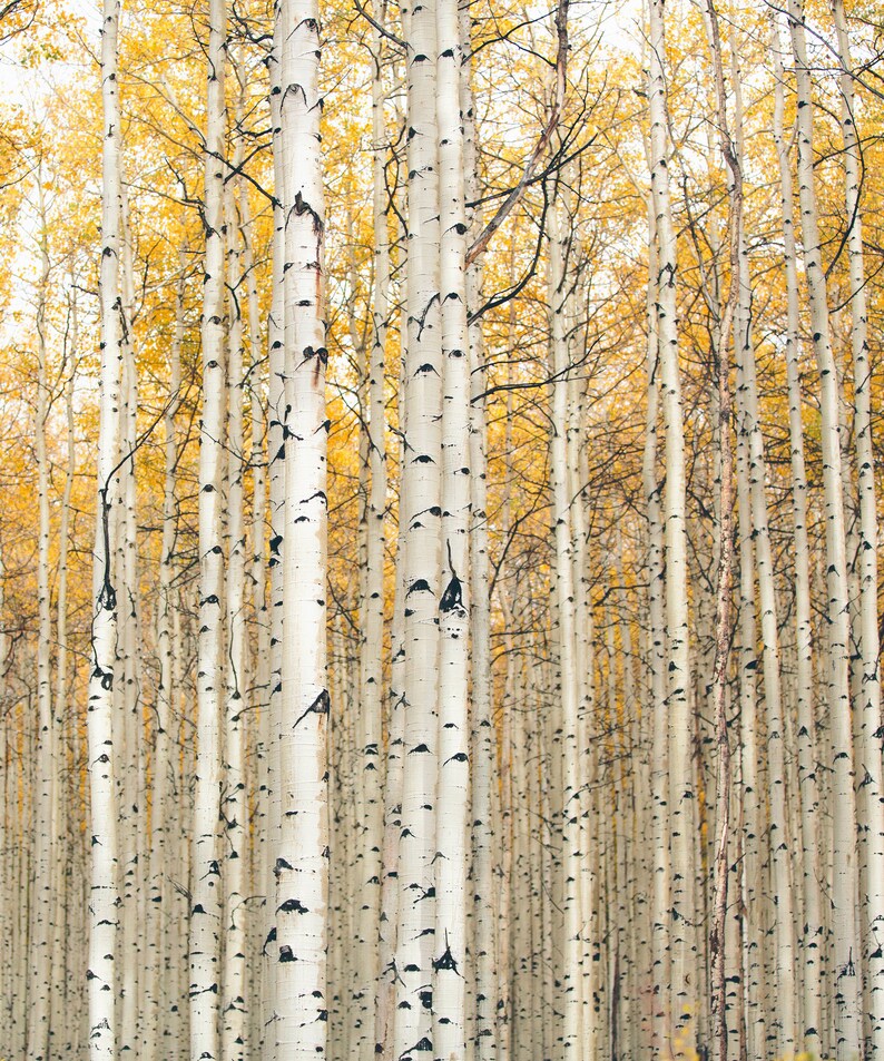 Colorado photography Vertical Format Yellow Aspen Trees 20x24 Canvas Aspen tree print. Nature photography Colorado art