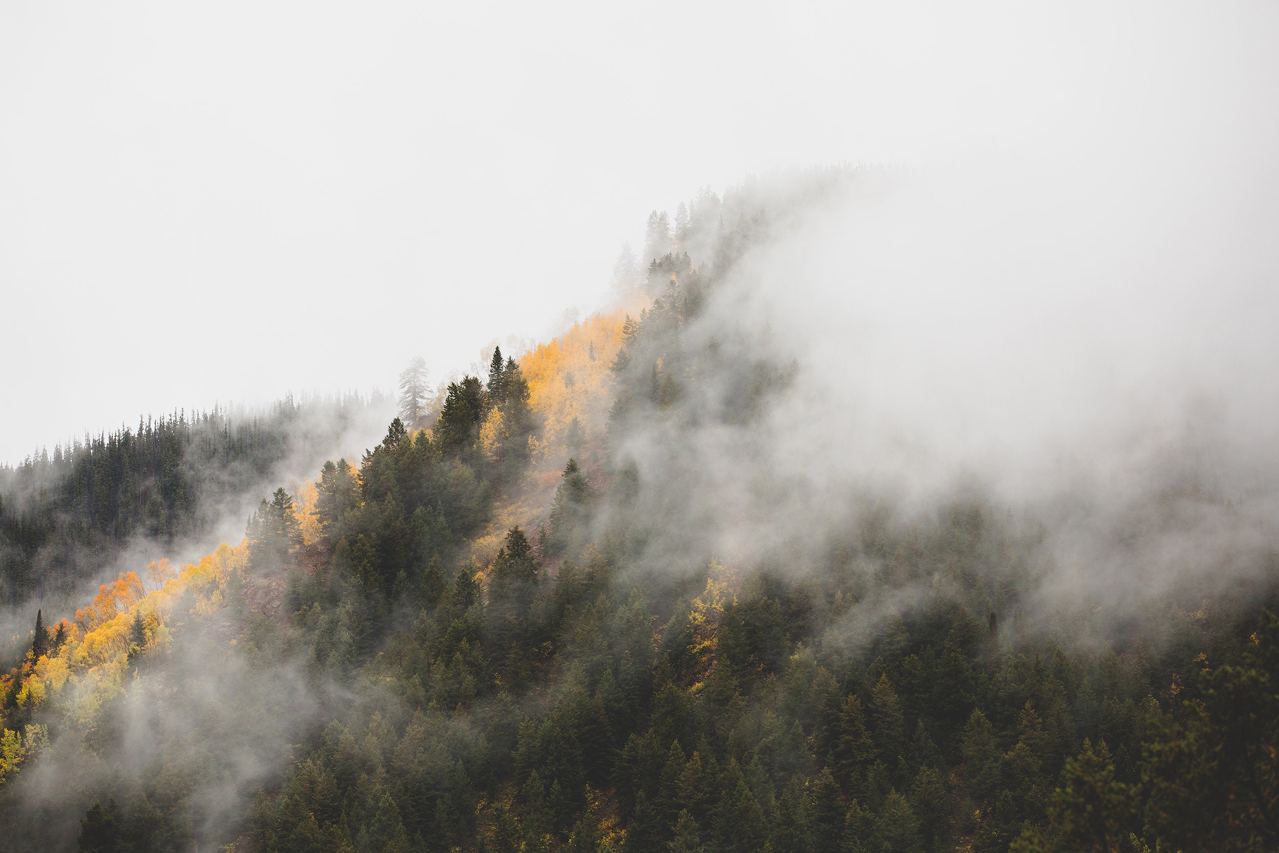 Pine Trees. Mountain forest print Colorado Colorado art Aspen tree print photography Colorado photography Fog Yellow Aspen Leaves