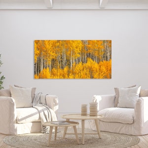Fall Aspen Tree Picture, White Birch, Aspen Tree Wall Art, Canvas Wall Art, Forest Photo, Colorado, Nature photography, Nature Wall Art image 9