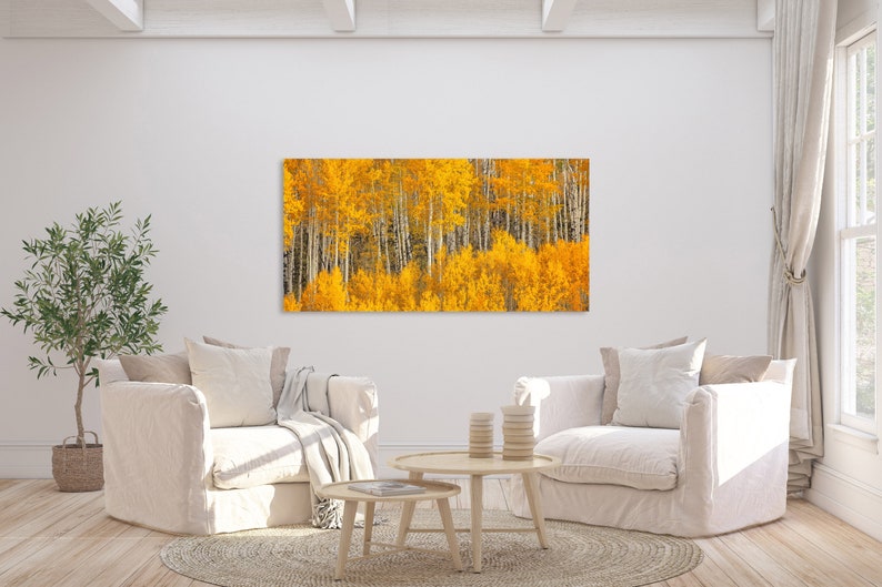 Fall Aspen Tree Picture, White Birch, Aspen Tree Wall Art, Canvas Wall Art, Forest Photo, Colorado, Nature photography, Nature Wall Art image 9