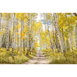 Colorado Fall, Aspen Tree Art, Canvas Print, Birch Tree Forest Picture, Nature Photography Prints, Home Decor, Large Wall Art