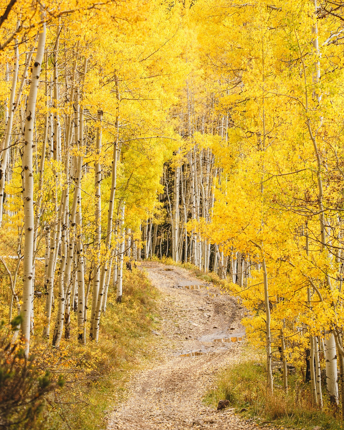 Yellow Aspen Trees. Colorado photography. Nature photography. Etsy