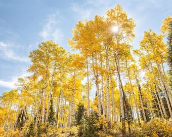 Nature Wall Art Prints, Forest Canvas, Aspen Trees, Fall Foliage, Home Office Decor, Wall Decor, Colorado Landscape, National Forest