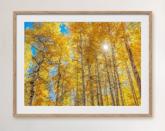 Golden Aspen Trees Canvas Print: Colorado Fall Forest Photography