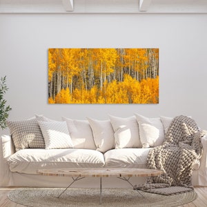 Fall Aspen Tree Picture, White Birch, Aspen Tree Wall Art, Canvas Wall Art, Forest Photo, Colorado, Nature photography, Nature Wall Art image 7