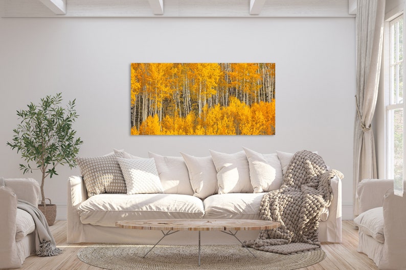 Fall Aspen Tree Picture, White Birch, Aspen Tree Wall Art, Canvas Wall Art, Forest Photo, Colorado, Nature photography, Nature Wall Art image 7