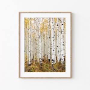 Aspen Trees: Large Canvas Wall Art Print, Fall Forest Photography