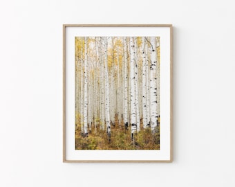 Aspen Trees: Large Canvas Wall Art Print, Fall Forest Photography