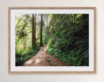 Oregon Forest Photo, Canvas or Art Print – Pacific Northwest Forest Wall Art