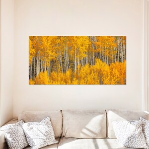 Fall Aspen Tree Picture, White Birch, Aspen Tree Wall Art, Canvas Wall Art, Forest Photo, Colorado, Nature photography, Nature Wall Art image 8