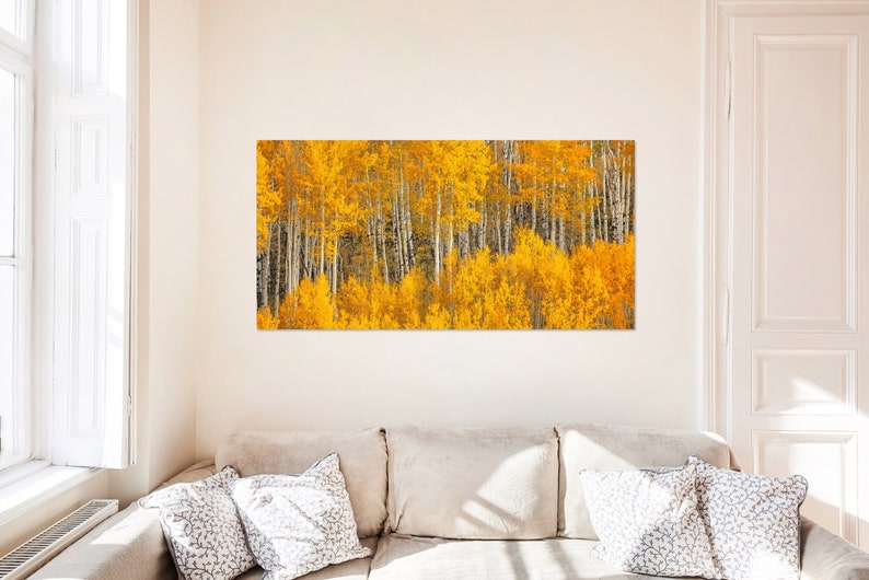 Fall Aspen Tree Picture, White Birch, Aspen Tree Wall Art, Canvas Wall Art, Forest Photo, Colorado, Nature photography, Nature Wall Art image 8