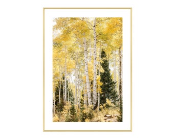 Pine Trees. Mountain forest print Colorado Colorado art Aspen tree print photography Colorado photography Fog Yellow Aspen Leaves