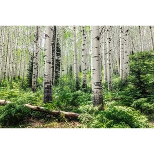 Crested Butte Aspen Tree Forest - Canvas Wall Art - Kebler Pass - Colorado Landscape Photography