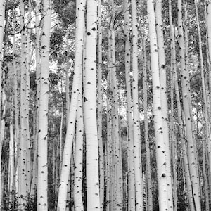 Colorado Aspen Trees in Black and White: Extra Large Wall Art, Up to 40x60 Canvas Print