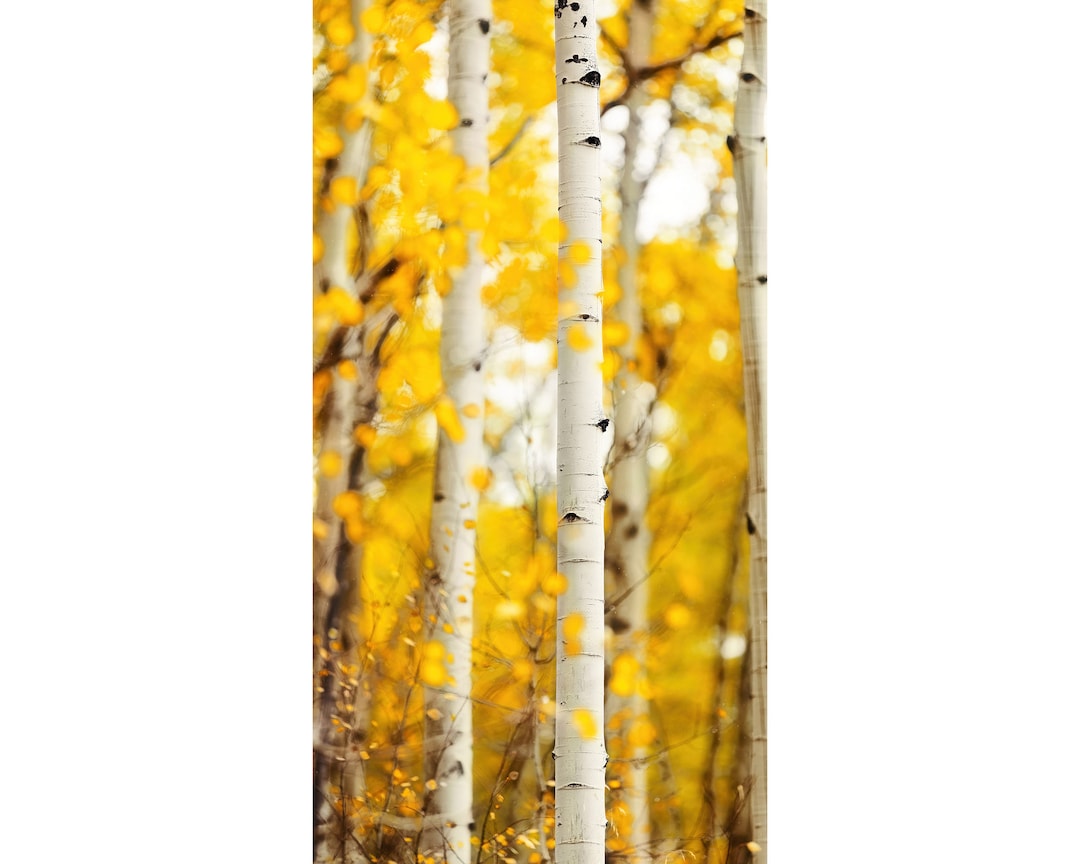 Panoramic Aspen or Birch Tree Wall Art Framed Canvas Etsy