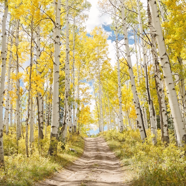 Colorado Aspen Tree Wall Art Prints - Peaceful Aspen Forest Canvas - Beautiful Nature Wall Art Prints