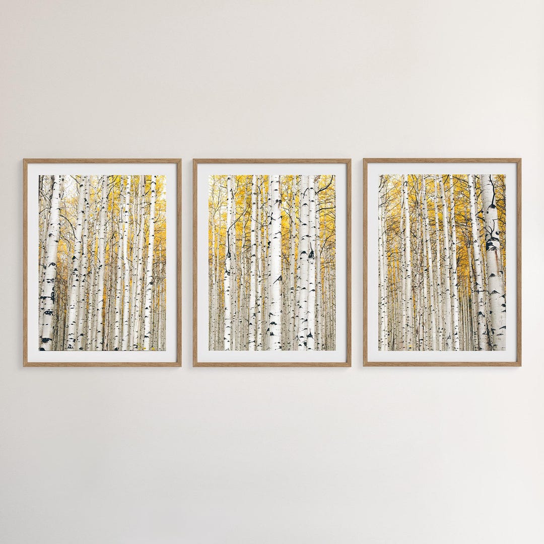 Aspen Tree Forest Gallery Wall: Set of 3 Wall Art Prints, Colorado Home ...