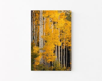 Aspen Tree Art: Canvas or Photo Print, Golden Autumn Nature Photography, Colorado Landscape