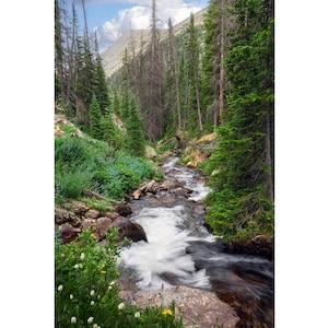 Wildflowers in Rocky Mountain National Park, Fall River, Colorado Landscape, Canvas Wall Art or Photo Print for Home Decor
