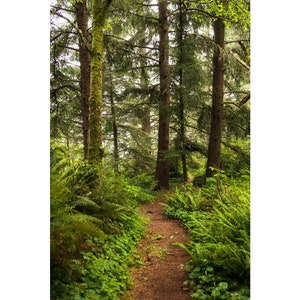 Oregon Forest, Hiking Trail, Nature Wall Art,  Canvas Prints, Home Office Decor, Wall Decor for Living Room or Bedroom