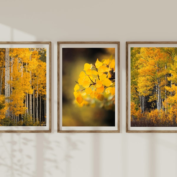 Gallery Wall Art - Aspen Trees Canvas Photo Prints - Set of 3 - Colorado Forest Photography - Living Room Wall Art - Nature Fall Home Decor