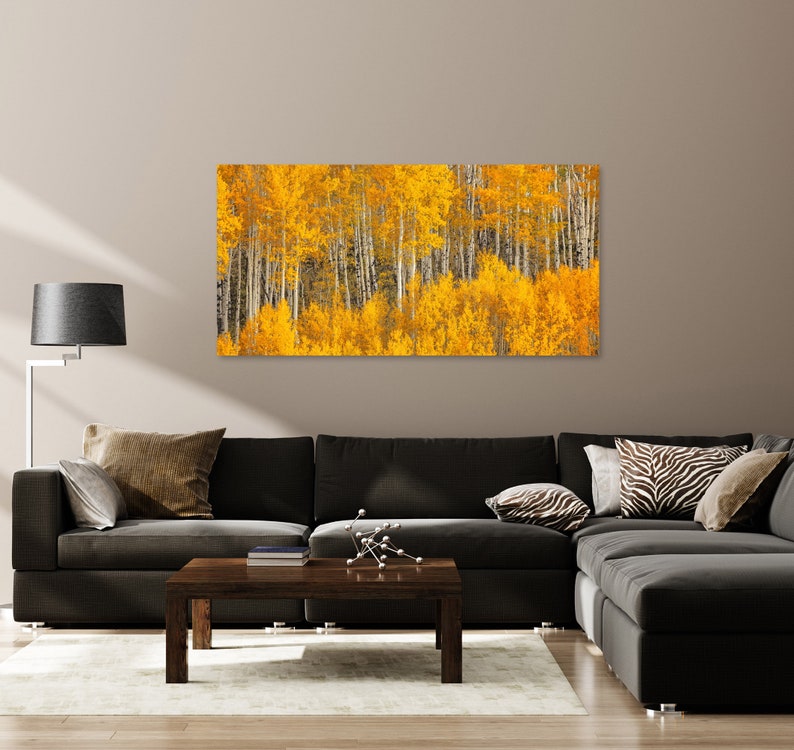 Fall Aspen Tree Picture, White Birch, Aspen Tree Wall Art, Canvas Wall Art, Forest Photo, Colorado, Nature photography, Nature Wall Art image 2