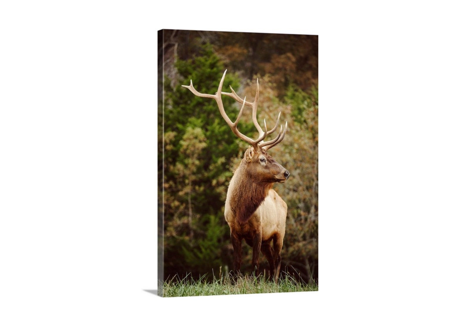 Elk Antler Wildlife Photography. Elk Wall Art. Nature Etsy