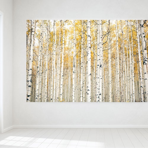 Black and White Aspen Tree Wall Art Birch Grove Colorado Etsy