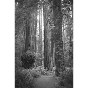 Black & White Forest Wall Art, Neutral Home Decor, Fine Art Photography of California Redwood Trees