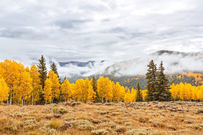 Pine Trees. Mountain forest print Colorado Colorado art Aspen tree print photography Colorado photography Fog Yellow Aspen Leaves