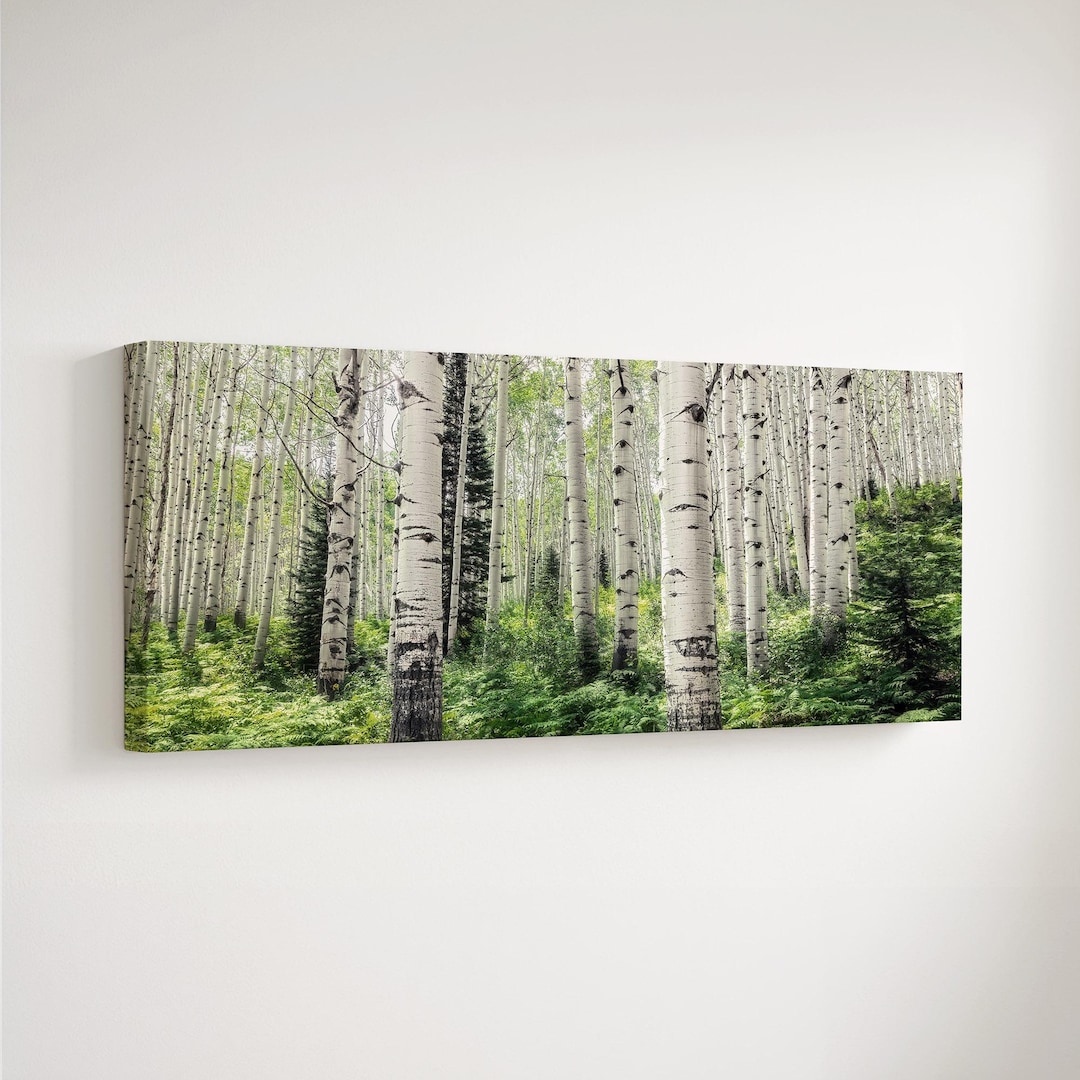 Panoramic Aspen Tree Forest Wall Art: Colorado Photography for Home or ...