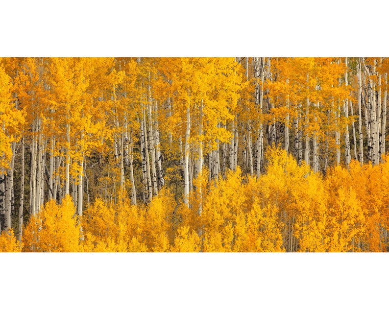 Fall Aspen Tree Picture, White Birch, Aspen Tree Wall Art, Canvas Wall Art, Forest Photo, Colorado, Nature photography, Nature Wall Art image 1