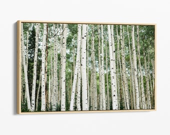 Aspen Tree Framed Canvas - Forest Wall Art - Colorado Photography - Modern Minimalist Home Decor - Green White Wall Decor