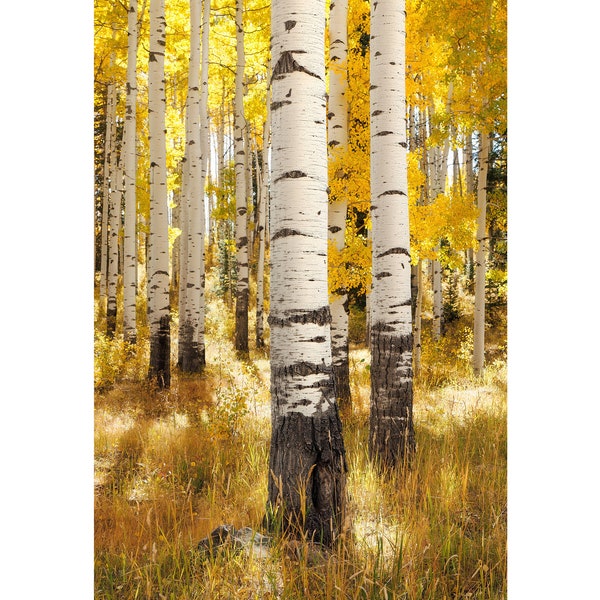 Vertical Aspen Tree Wall Art Print - White Birch Picture - Colorado Autumn Landscape - Nature Photography Canvas Home Office Decor