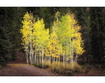 Fine Art Aspen Tree Wall Decor - Colorado Nature Photography for the Living Room or Bedroom