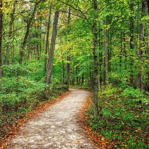 Peaceful Forest Wall Art, Tree Lined Path Canvas Print, Nature Photography, Nature Wall Art