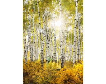 Fall Golden Aspen Tree Canvas Wall Art - Colorado Birch Forest Photography - Landscape Nature Inspired Decor for Home Office - Large Artwork