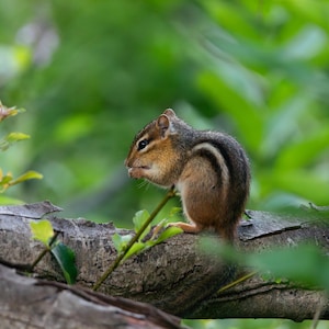 Könnte beinhalten: Ein kleines Streifenhörnchen mit braunem und beigem Fell, das markante schwarze und weiße Streifen entlang des Rückens aufweist, sitzt auf einem strukturierten Ast und hält ein kleines Stück Futter in den Vorderpfoten, nach links gewandt.