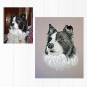 Puede incluir: Dibujo a l&aacute;piz de un perro Border Collie. El perro tiene pelaje blanco y negro, ojos marrones y un pecho blanco y esponjoso. La obra de arte est&aacute; sobre un fondo neutro, mostrando las caracter&iacute;sticas del perro.