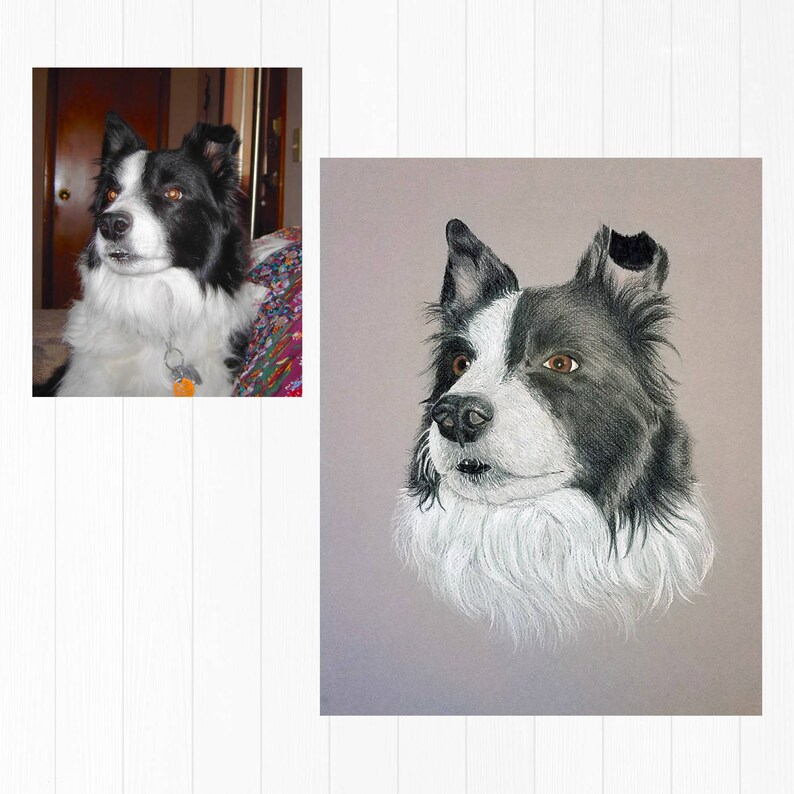 Puede incluir: Dibujo a l&aacute;piz de un perro Border Collie. El perro tiene pelaje blanco y negro, ojos marrones y un pecho blanco y esponjoso. La obra de arte est&aacute; sobre un fondo neutro, mostrando las caracter&iacute;sticas del perro.