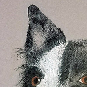 Puede incluir: Ilustraci&oacute;n detallada de la cara de un perro. El perro tiene ojos marrones, una oreja negra y blanca y un parche de pelo blanco. La obra de arte est&aacute; realizada en un estilo suave y pict&oacute;rico, con &eacute;nfasis en la textura y el detalle.